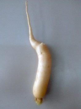 ‘White Radish’ harvested in ‘Basalt Stone Dust