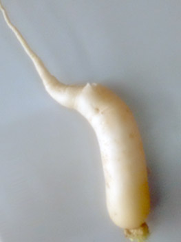 ‘White Radish’ harvested in ‘Basalt Stone Dust